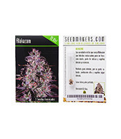 Alakazam (Seedmakers Seeds)