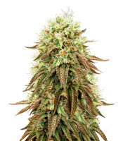 Bubba Kush Line mix (Ripper Seeds) Cannabis-Samen