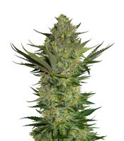 Graines de cannabis Kali AK (Original Sensible Seeds)