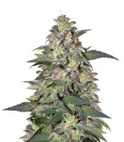 Magic Bud (Paradise Seeds)