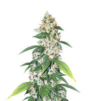 Wernard Express Auto (Positronics Seeds) Cannabis-Samen