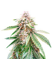 Lemon Kush (Herbies Seeds USA)