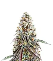 Bruce Banner Seeds (Herbies Seeds)