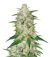 Graines de cannabis Fruity Juice regular (Sensi Seeds)