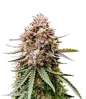 Graines féminisées de Guava Runtz Auto (Fast Buds)