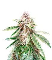 Lemon Kush Feminized Seeds (Herbies Seeds USA)