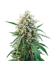 Obama Kush Seeds