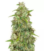 Panama feminized seeds (CannaBioGen)