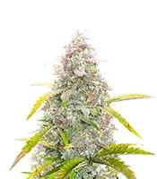 Graines de cannabis S.O.D.K Auto (Mephisto Genetics)