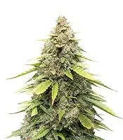 Sour Kush Auto Seeds