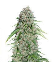 Chocolate Skunk CBD feminized seeds