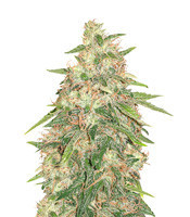 G Force feminized seeds