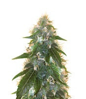 Hash Bomb Regular (Bomb Seeds) Cannabis-Samen