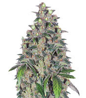 Graines de cannabis OX Piss regular (Rare Dankness Seeds)