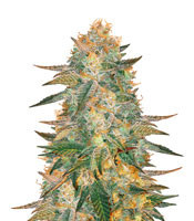Graines de cannabis Smurfberry Auto (Sagarmatha Seeds)