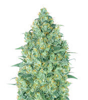 Strawberry Gum feminized seeds