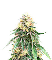 Birthday Cake Feminized Seeds (Herbies Seeds USA)