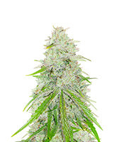 Purple Punch x Lemon Drizzle Feminized Seeds (Barney’s Farm)