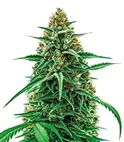 CBG-Force Auto Seeds
