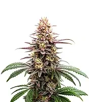 Extraction Grape Gas Seeds
