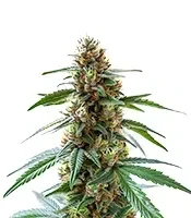 Extraction Permanent Maker Seeds