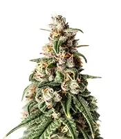 Hybrid X feminized seeds
