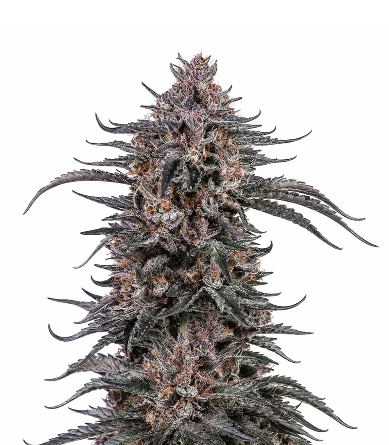 Semi Femminizzati Mango Cherry Runtz Auto (Fast Buds)