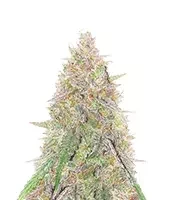 Sementes Feminizadas de Sangria Poison Autoflower (Seedkeepers)