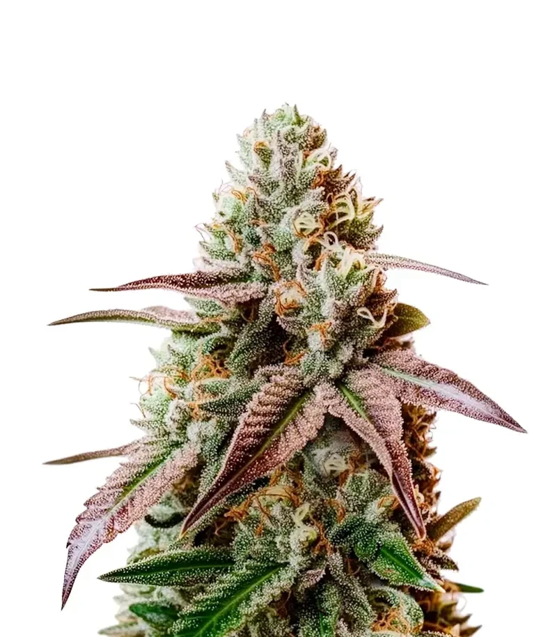 Slush Mint Cake Seeds (Dutch Passion)