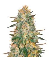 Smurfberry Auto feminized seeds
