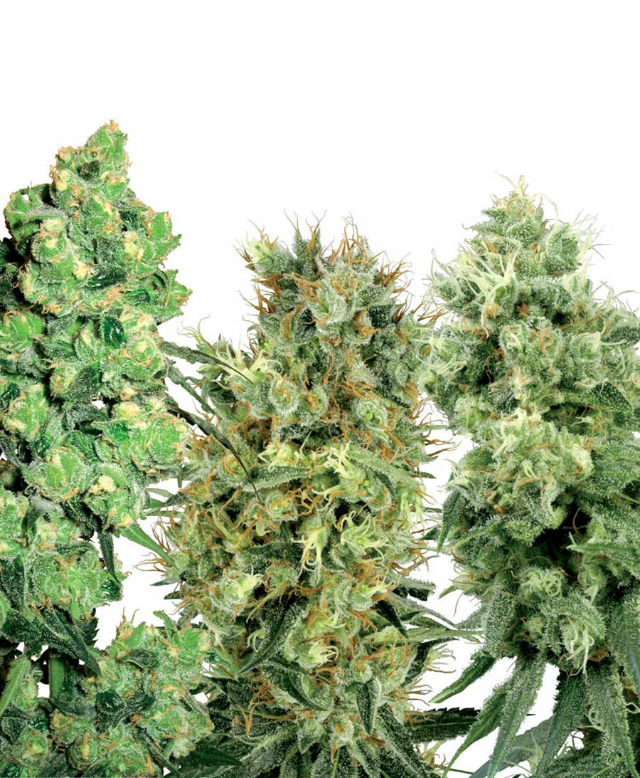 White Label Mix Regular seeds