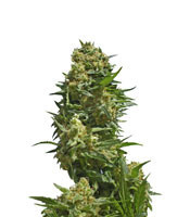 Black Widow feminized seeds