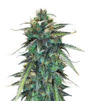 Graines de cannabis Congo x Kali China (Ace Seeds)