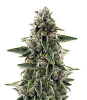 Drama (Rare Dankness Seeds) Cannabis-Samen