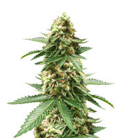 Early Widow feminized seeds