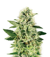 Graines de cannabis Northern Lights (White Label)