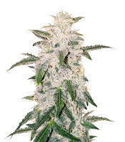Zombi Rasta Marley Fem Cannabis Seeds For Sale Herbies Zombi Rasta Marley Fem Cannabis Seeds For Sale Herbies
