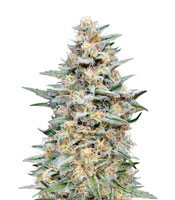 Somango Widow (Advanced Seeds)