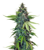 Sticky Fingers Autoflower feminized seeds