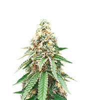 CBD OG Kush Feminized Seeds (Herbies Seeds USA)