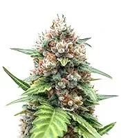Auto Anonymass feminized seeds
