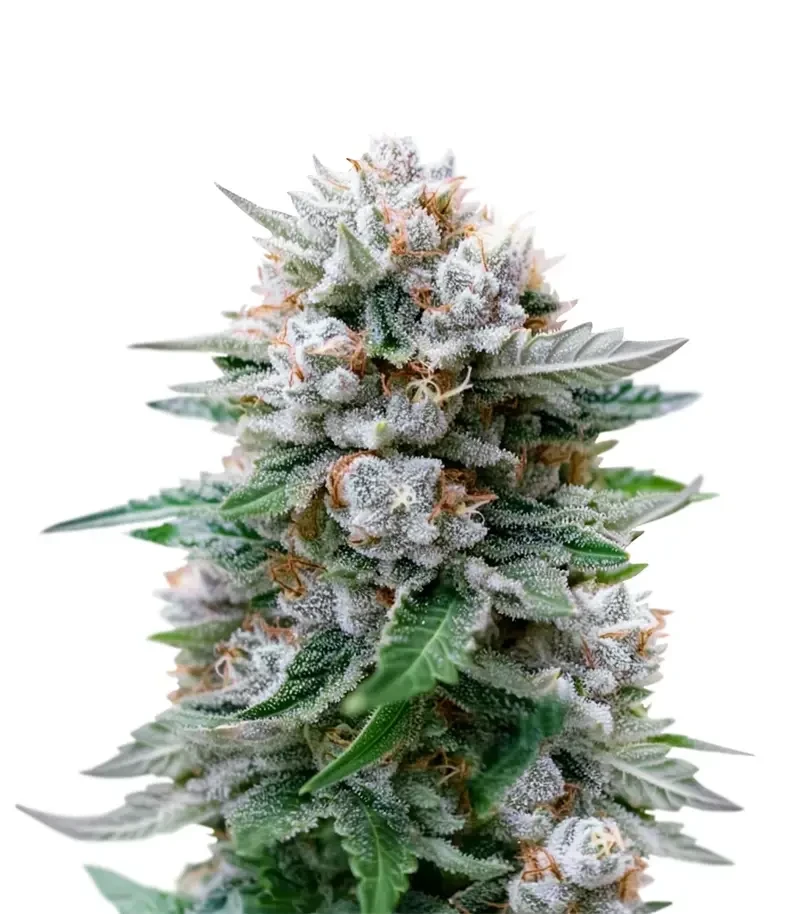 Banana Fumes Seeds (Original Sensible Seeds)