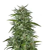 Blue Cookies Seeds (Herbies Seeds)