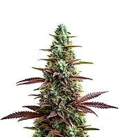 Platinum Cookies Seeds