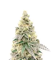 Semi Femminizzati Purple Tropicana Cookies Autoflower (Seedkeepers)