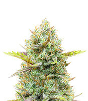 Guava Auto Feminized Seeds (Fast Buds)