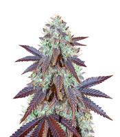 Grizzly Purple Kush (BlimBurn Seeds)