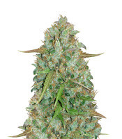 Original Auto BubbleGum (Fast Buds) Cannabis-Samen