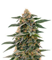 Purple Punch Autoflower feminized seeds (Seedstockers)