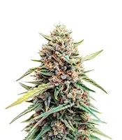 Auto Gelato feminized seeds (Female Seeds)